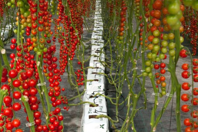 Pelemix, la agricultura del futuro más cerca - 1, Foto 1