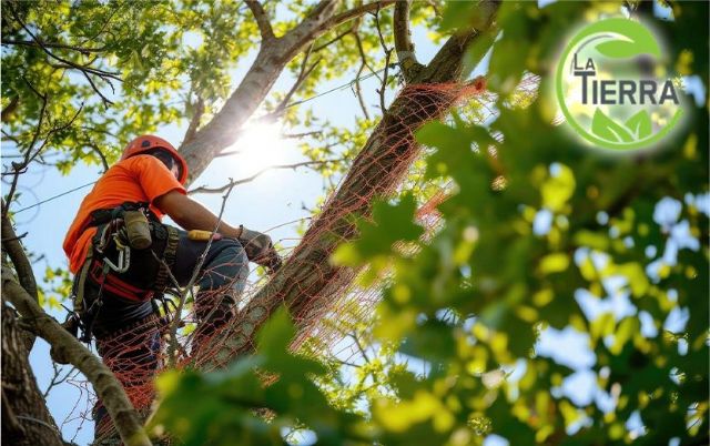 El arte de la poda: promoviendo salud y seguridad de los árboles, por La Tierra Jardinería - 1, Foto 1