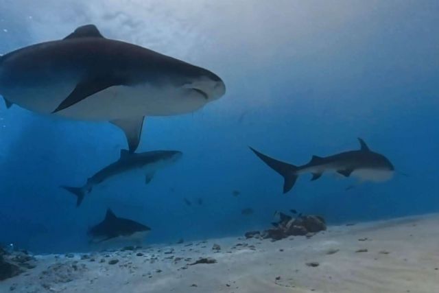 El buceo seguro con tiburones tigre en Fuvahmulah es una experiencia inolvidable y segura de la mano de Drop Dive Maldives - 1, Foto 1