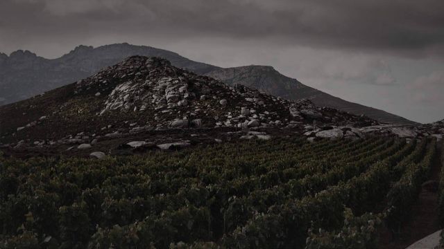 Privios, una marca vitivinícola exclusiva en la producción de vinos blancos y tintos - 1, Foto 1