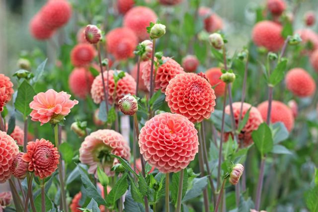 Niudàlia permite respirar naturaleza a través de su gran variedad de flores - 1, Foto 1