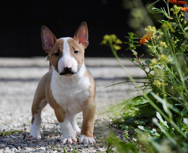 Costa Cabana Bull, centro especializado en la cría del perro bull terrier miniatura - 1, Foto 1