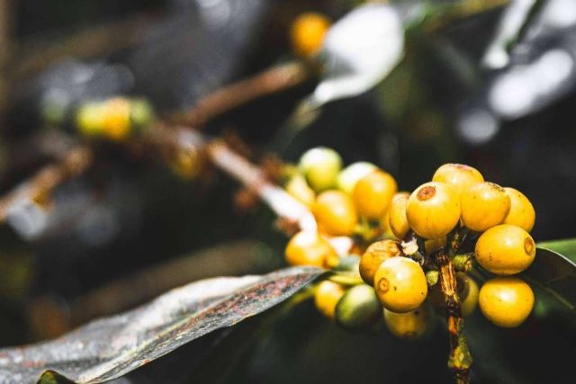 El Auge del Café de Lujo, cómo Catuai está transformando la experiencia del buen café - 1, Foto 1