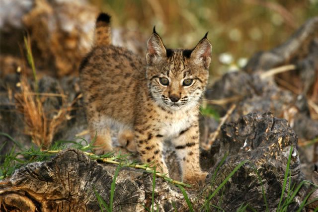 La población de lince ibérico superó los 2.000 ejemplares en 2023 y se aleja progresivamente del riesgo de extinción - 1, Foto 1