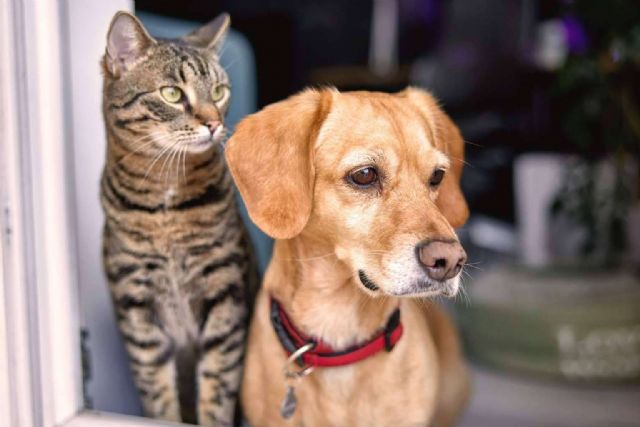 Línea Directa ofrece al segmento de mascotas un seguro competitivo y eficaz - 1, Foto 1