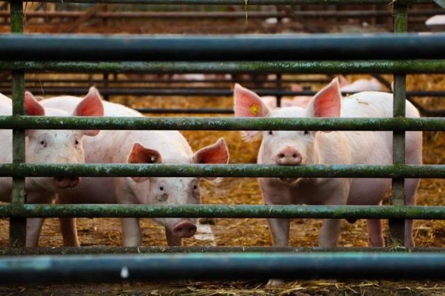 El pienso ecológico para cerdos de Bifeedoo, una solución capaz de reducir el uso de fármacos en la ganadería porcina - 1, Foto 1