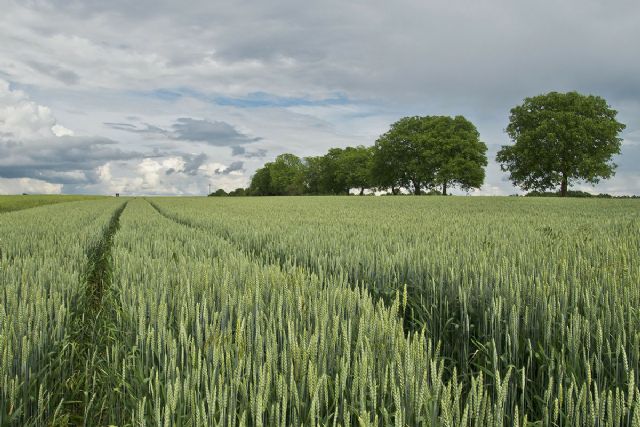 Los agricultores y ganaderos podrán presentar la solicitud única de las ayudas de la Política Agraria Común hasta el 15 de junio - 1, Foto 1