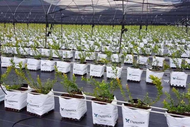 Pelemix, la solución de futuro sostenible para el cultivo de arándanos a través de su fórmula 3B - 1, Foto 1