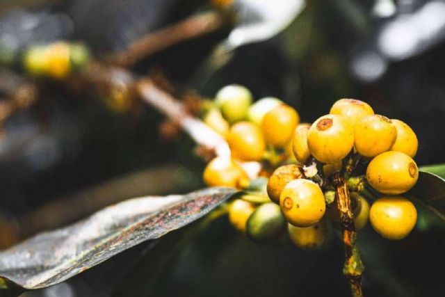 El Café Catuai; Ascendiendo al Cima del Mercado Mundial de Cafés - 1, Foto 1