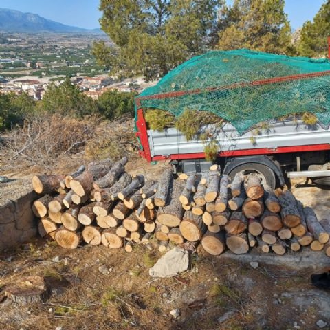 Acciones de control y eliminación de plagas en los pinos del Castillo de Mula - 1, Foto 1