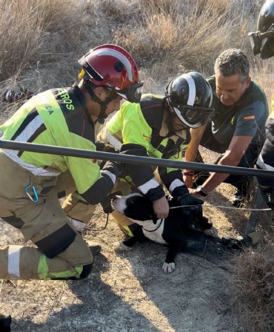 Bomberos rescatan a dos perros que cayeron en un embalse en el paraje de La Alquibla - 1, Foto 1