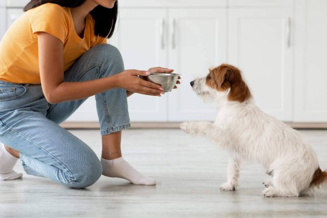 Comida saludable para perros de la mano de Dogfy Diet - 1, Foto 1