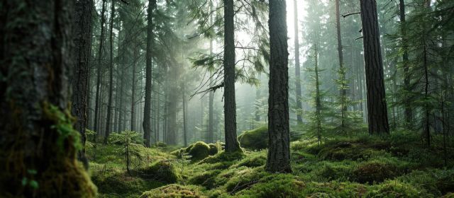 La tecnología, clave para comprobar que la madera no procede de la tala ilegal o de zonas deforestadas - 1, Foto 1