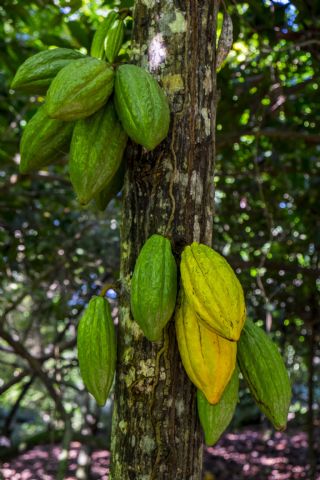 Paccari explica cuál es el proceso para conseguir el chocolate - 1, Foto 1