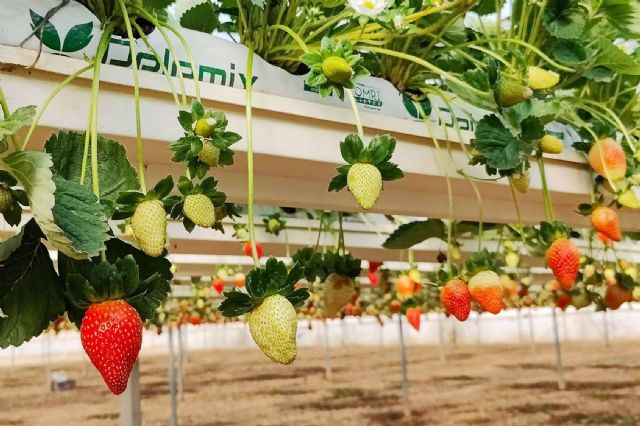 Cultivo de fresas saludables con las bolsas de cultivo de Pelemix - 1, Foto 1