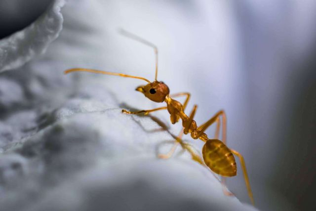 Consejos para evitar la presencia de hormigas en casa - 1, Foto 1