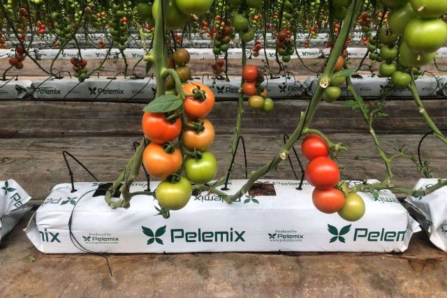 Las Grow Bags de Pelemix facilitan el cultivo de tomates de calidad en cualquier clima y época del año - 1, Foto 1