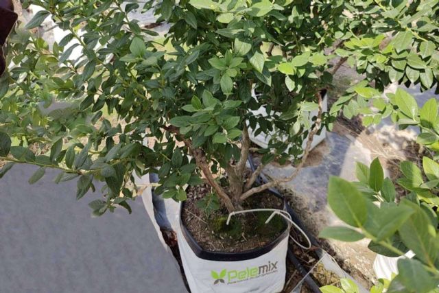 Pelemix potencia el cultivo hidropónico de arándanos con sus innovadores Open Tops (3B) - 1, Foto 1