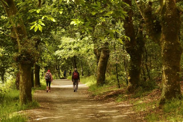 Camino de Santiago francés por Galicia, un viaje a través de la historia , cultura y tradición - 1, Foto 1