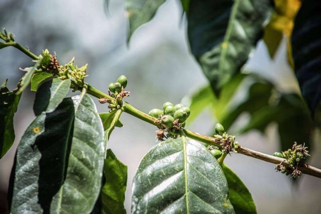 Cafe Catuai, bondades, orígenes y proyección de una variedad que redefine la experiencia sensorial del consumidor - 1, Foto 1