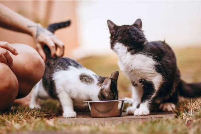 Proteínas hidrolizadas, una solución eficaz para la alimentación de mascotas con sensibilidades - 1, Foto 1