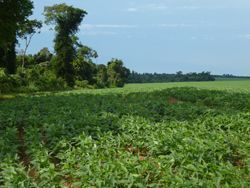 El CCP aprueba el dictamen sobre la privatización de la pública ´Colonización y Transformación Agraria, SA´ - 1, Foto 1