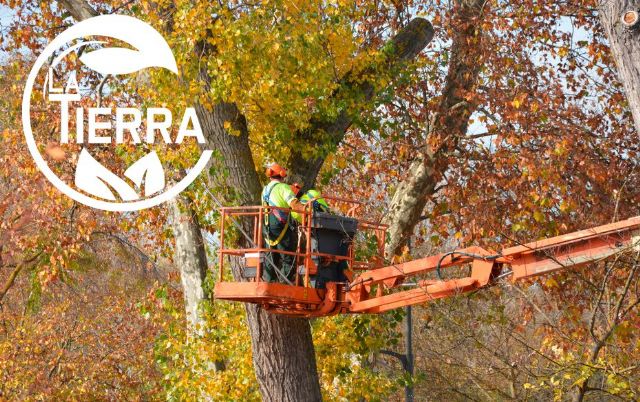 La poda de otoño: una inversión en la salud de los árboles, por La Tierra Jardinería - 1, Foto 1