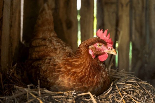 Bifeedoo revela el impacto positivo de su pienso ecológico en la producción y calidad de los huevos - 1, Foto 1