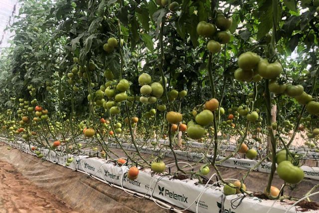 Crecicimiento rentable del cultivo de tomates con los sustratos de coco - 1, Foto 1