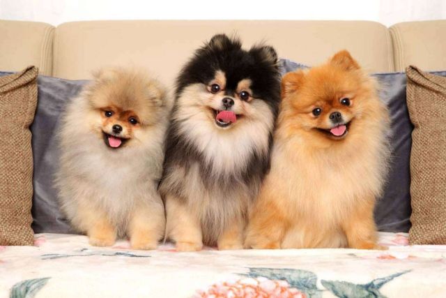 Lo que hay que saber para alimentar de forma adecuada a un pomerania - 1, Foto 1