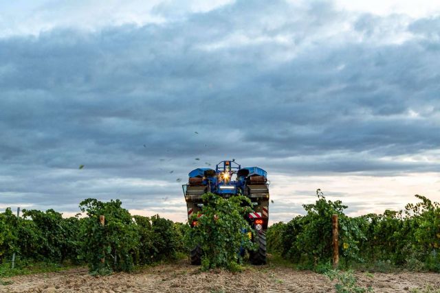 La vendimia nocturna de Bodegas Pandora en la DO Rueda, una experiencia innovadora - 1, Foto 1