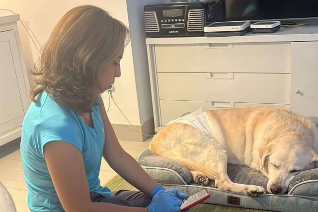 Cuidando Patas en cada hogar; El viaje de una veterinaria con corazón itinerante en Sevilla - 1, Foto 1