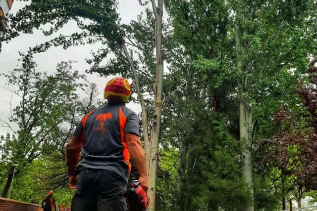 PodAlta, especialistas en poda y tala en altura - 1, Foto 1