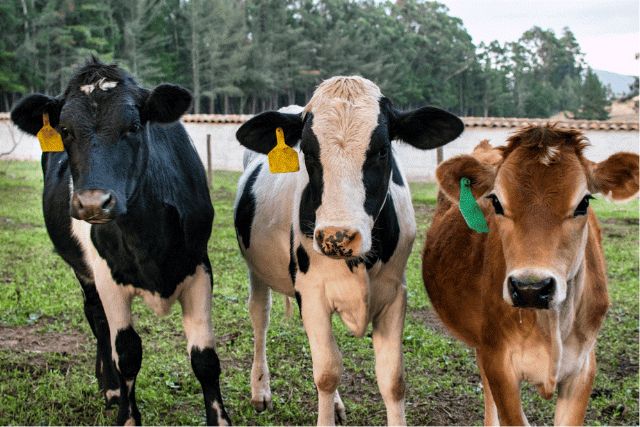 Bifeedoo impulsa la producción de leche con su pienso ecológico para vacas - 1, Foto 1