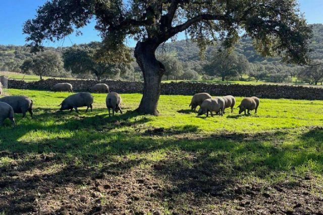 Dehesa Las Cumbres prevé una campaña extraordinaria de Jamón Ibérico de Bellota gracias a una excelente montanera - 1, Foto 1