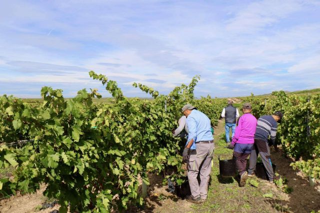 La vendimia 2024 en La Rioja, el inicio de la nueva añada de Cornelio Dinastía - 1, Foto 1