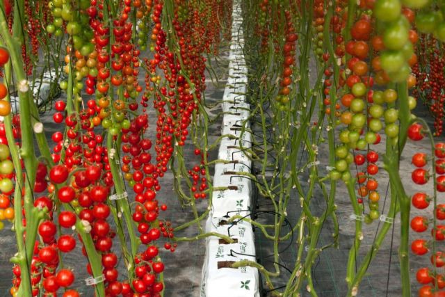 Pelemix destaca con sustratos sostenibles que optimizan el cultivo de tomates - 1, Foto 1