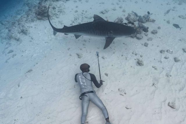 Buceando con tiburones martillos, tiburones tigres y tiburones zorro con Drop dive Maldives en fuvahmulah - 1, Foto 1