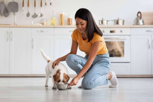 Comida natural para cachorros, Dogfy Diet se especializa en menús caseros y saludables - 1, Foto 1