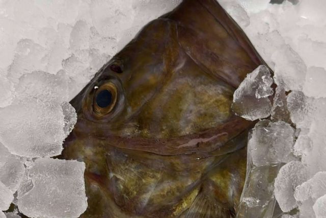 La Pescadería Younes Ceuta destaca con una amplia variedad de pescados y mariscos frescos de temporada - 1, Foto 1