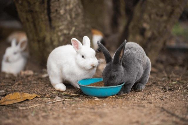 Bifeedoo ofrece estrategias de alimentación ecológica para conejos de granja y mascotas - 1, Foto 1