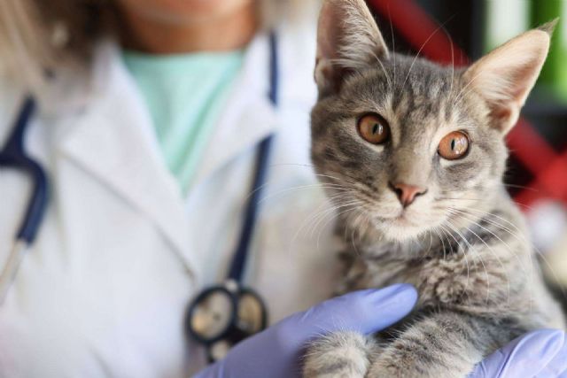 La revolución digital en las clínicas veterinarias; impulsando la gestión de la información - 1, Foto 1