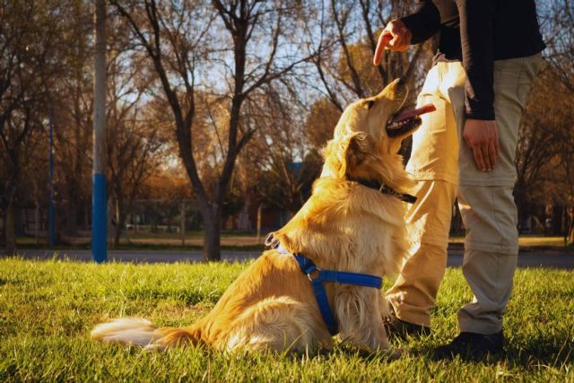 Beneficios del adiestramiento canino a domicilio - 1, Foto 1