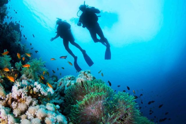 Buceo seguro con tiburones en el Mar Rojo; Desmitificando miedos y promoviendo la conservación - 1, Foto 1