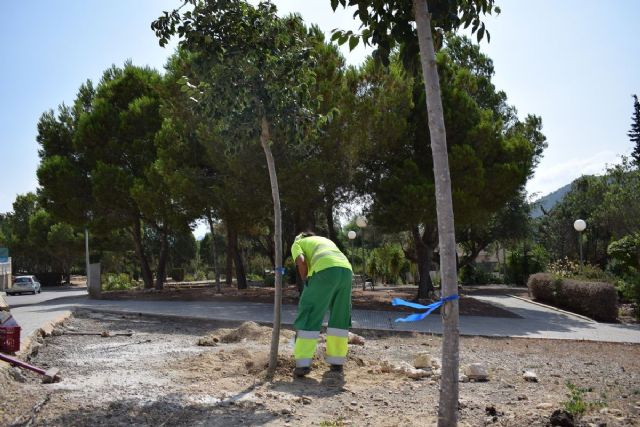 El Ayuntamiento de Cartagena renovará el arbolado deteriorado en distintos puntos del municipio El Ayuntamiento de Cartagena renovará el arbolado deteriorado en distintos puntos del municipio