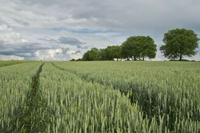 Agricultura abonará 494,5 millones de euros de la ayuda para la compra de fertilizantes a más de 249.000 agricultores Agricultura abonará 494,5 millones de euros de la ayuda para la compra de fertilizantes a más de 249.000 agricultores