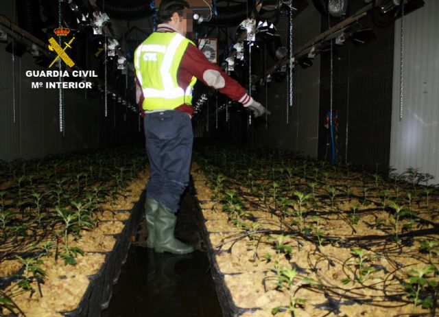 Más de medio centenar de arrestados por cultivo y tráfico de cannabis - 1, Foto 1