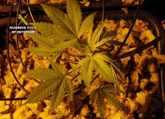 Más de medio centenar de arrestados por cultivo y tráfico de cannabis - 2, Foto 2