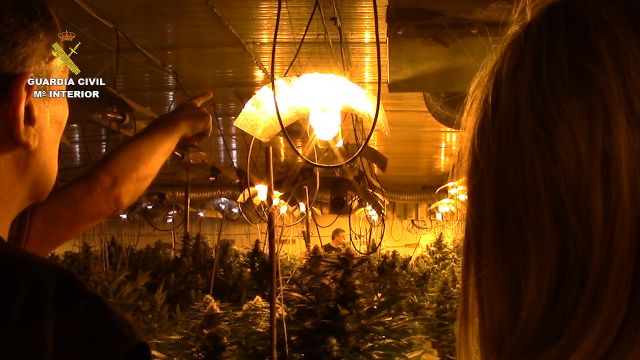 Más de medio centenar de arrestados por cultivo y tráfico de cannabis - 3, Foto 3