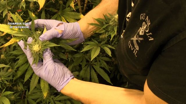 Más de medio centenar de arrestados por cultivo y tráfico de cannabis - 4, Foto 4